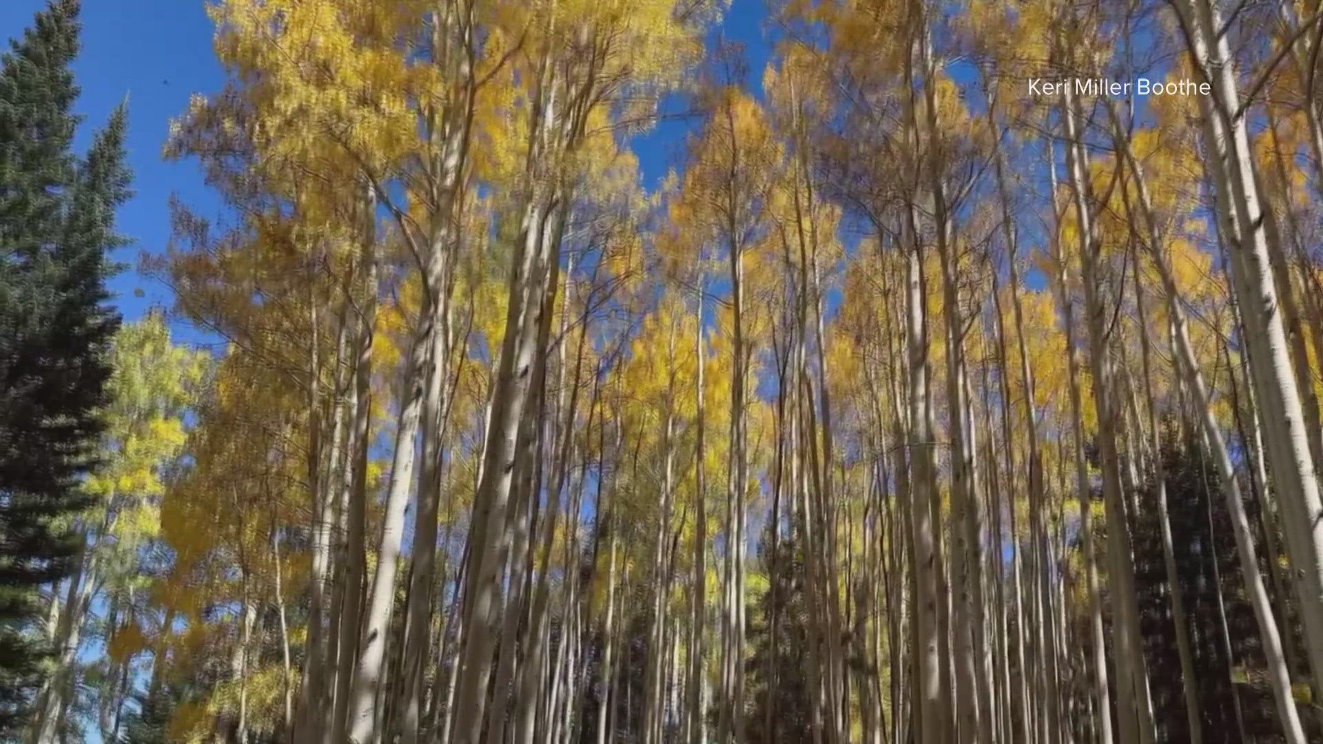 ADOT shares their recommended road trips to see the fall colors in Arizona.