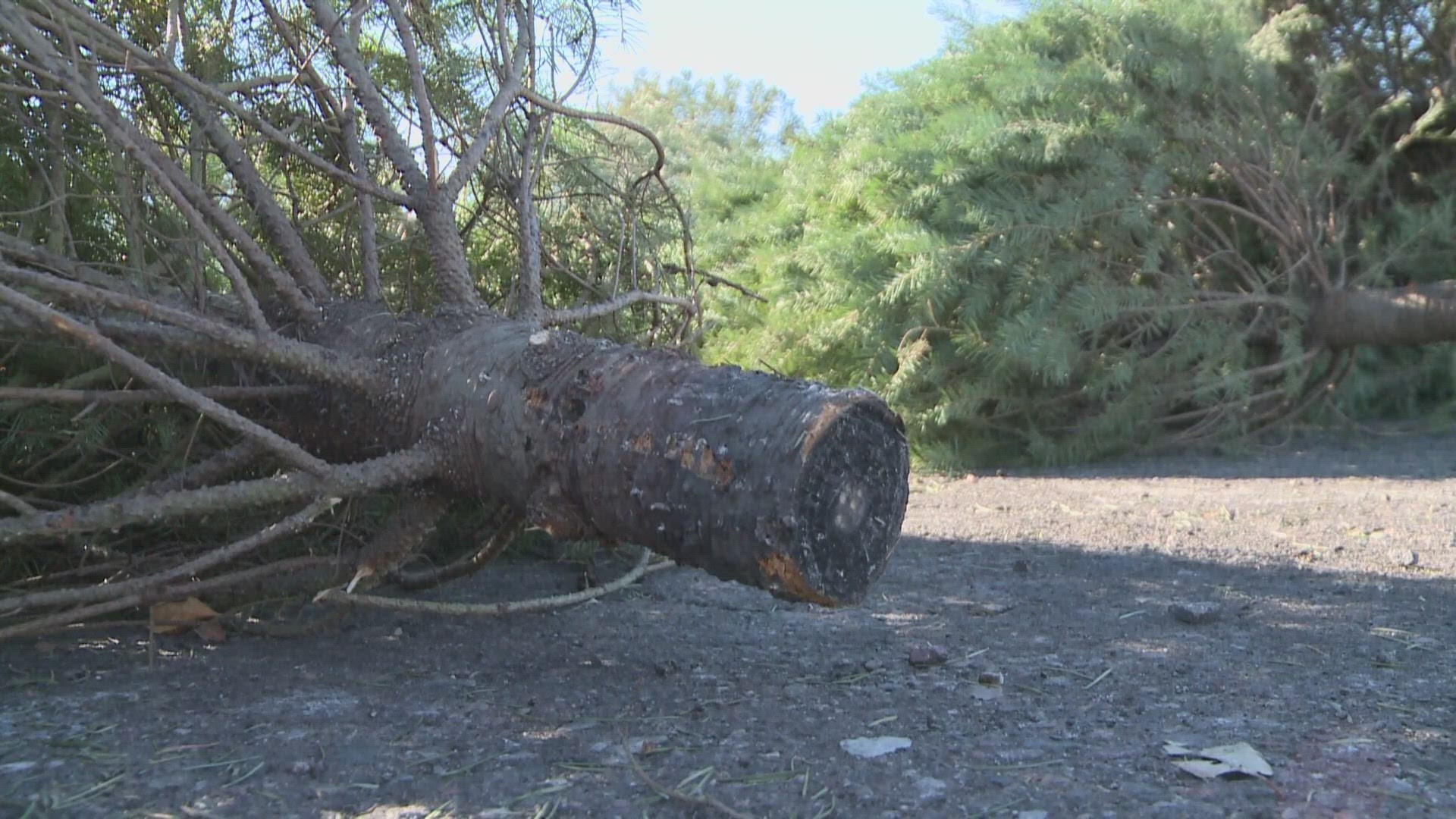 Phoenix Fire Department demonstrated just how quickly a tree can go up in flames.