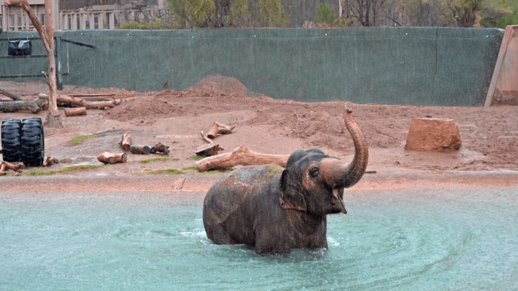 Beloved Asian elephant 'Reba' dies at 51 at Phoenix Zoo 