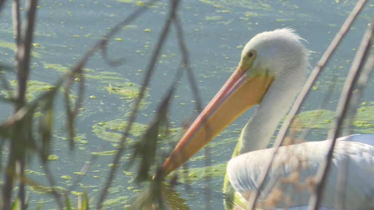 Pacific Northwest pelicans are wintering in Gilbert's Riparian Preserve