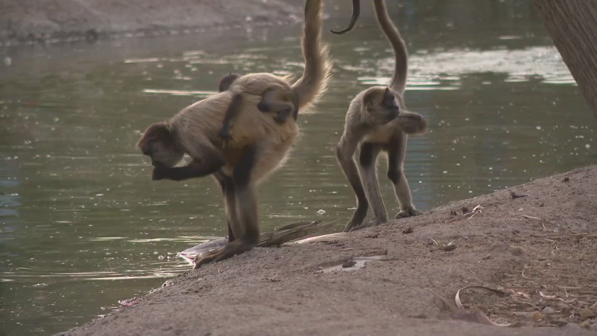 The Maricopa County Public Health Department said Wednesday test results have detected the presence of avian flu at the Litchfield Park zoo.