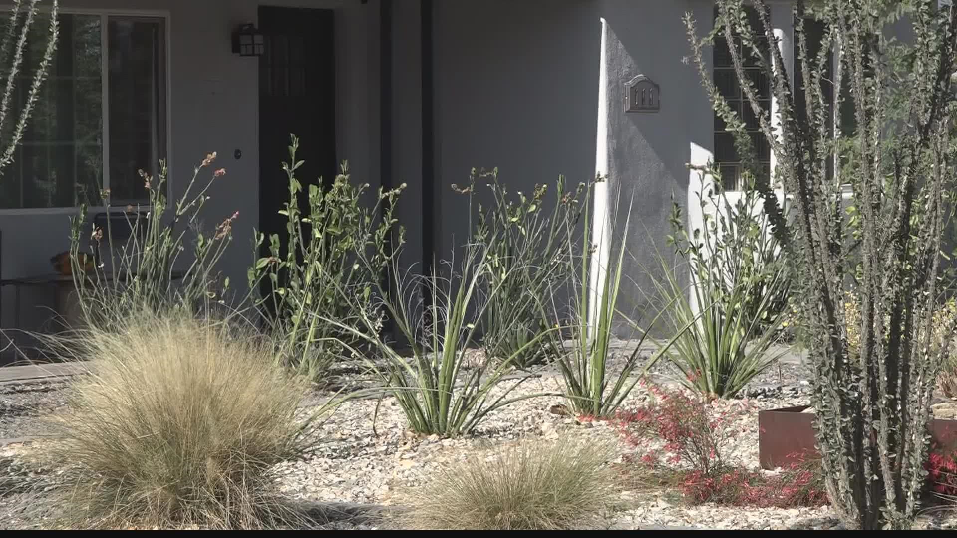 Some Valley cities are offering cash incentives to homeowners to switch to drought-tolerant landscapes. Jen Wahl has the details on the program.