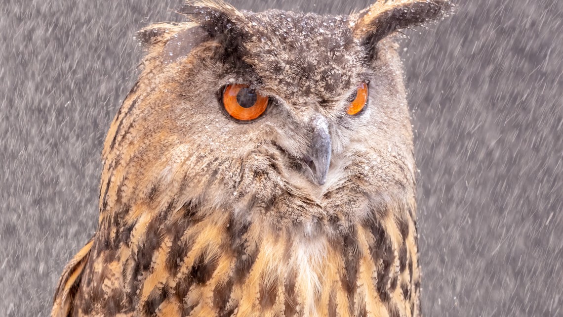 Looking for the Superb Owl? It's right here in Minnesota