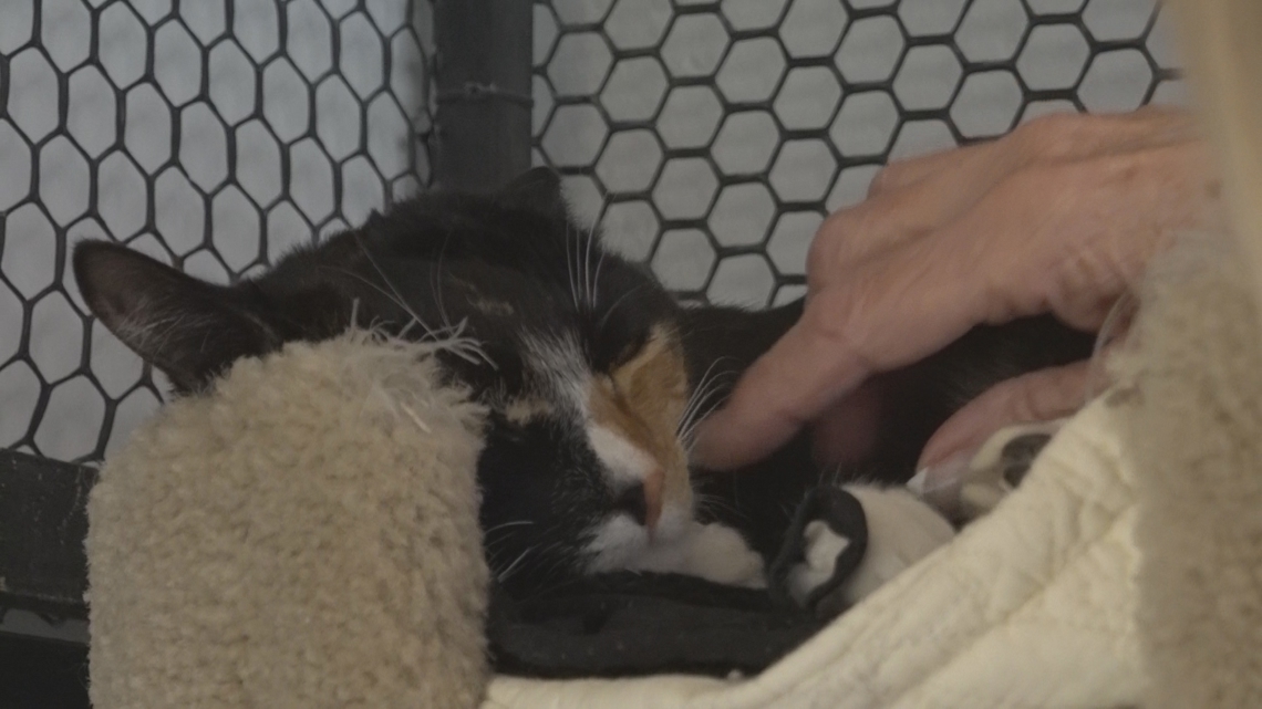 Arizona rescue takes in cats displaced by Los Angeles wildfires