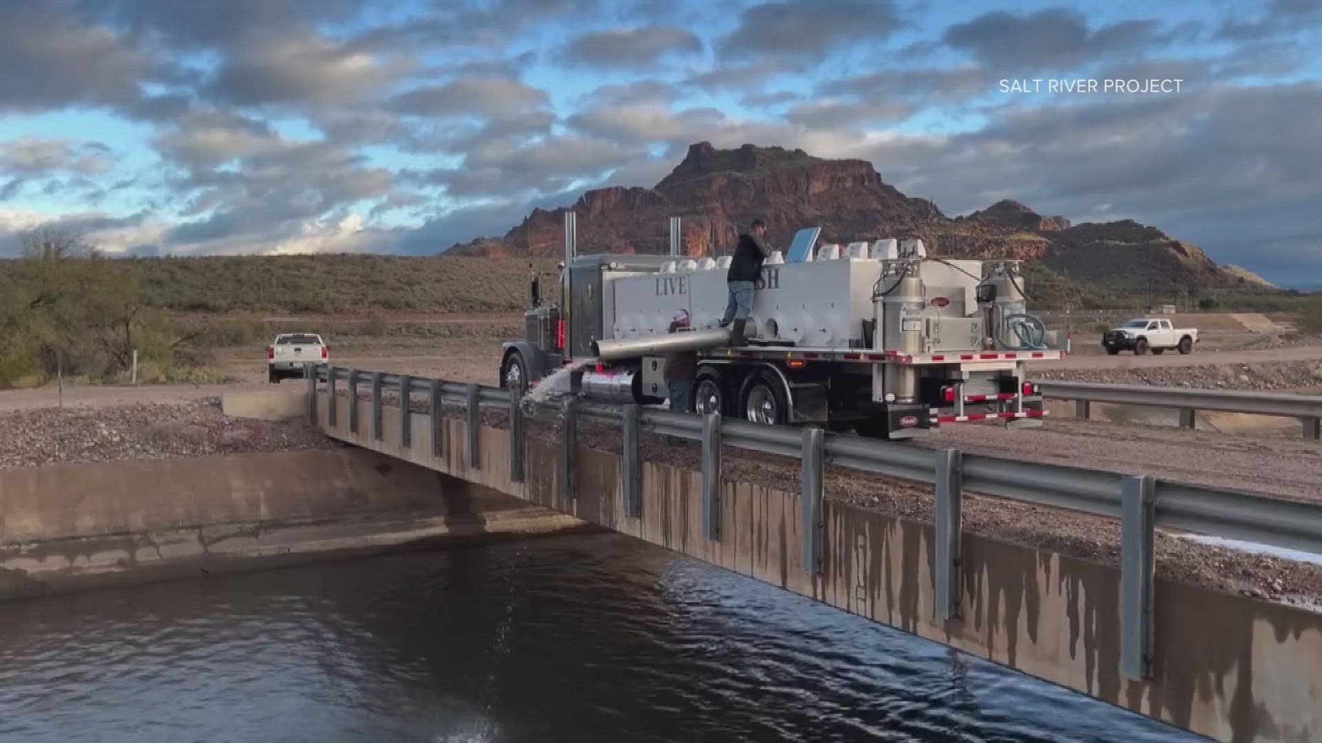 The Salt River Project is stocking their canals with thousands of white amur fish to help control vegetation and keep the canals clean.