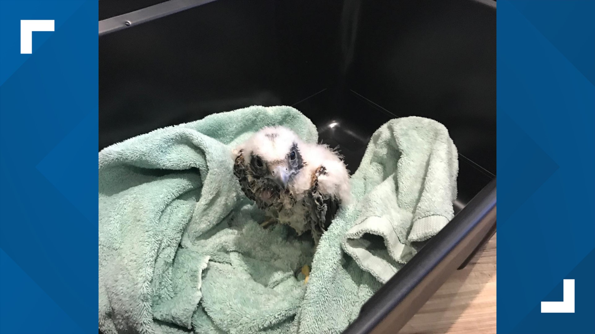 A relaxing day on Lake Pleasant in Arizona turned into a rescue mission for a Valley woman and a baby hawk who fell into the water. Hear her story of the rescue.