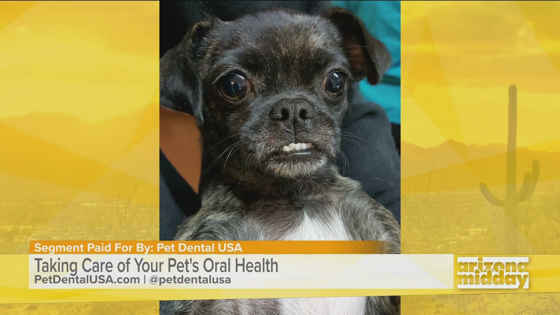 Doctors Jennifer Redmon and Kerry Mead from Pet Dental USA say problems from poor pet dental health are oftentimes caused by products on pet store shelves.