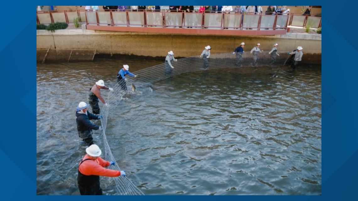 Hundreds fish moved for canal cleaning - Vimarsana News