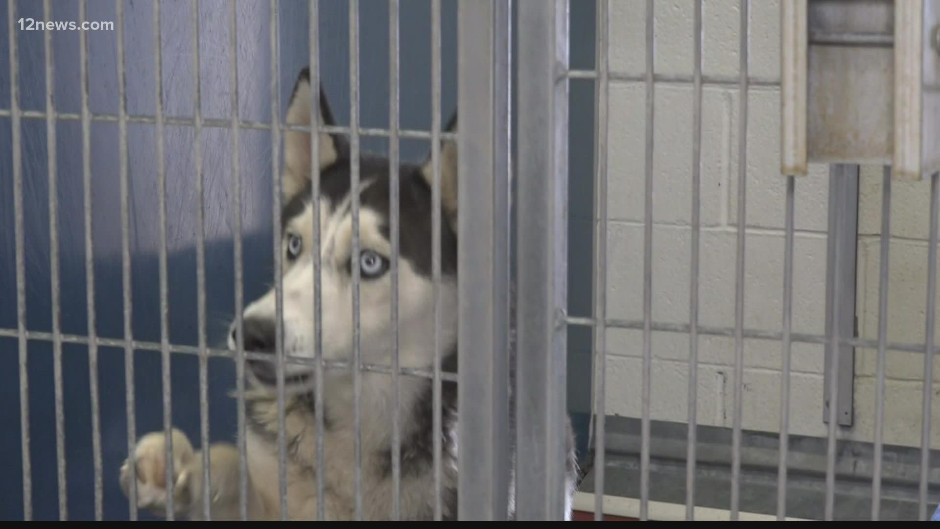 There's no more room for animals in Maricopa County shelters 