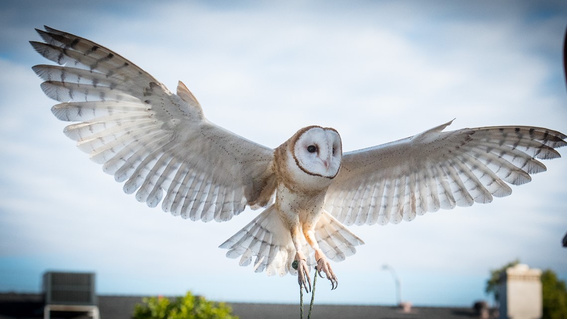 Superb Owls Steal Focus From the 2019 Super Bowl