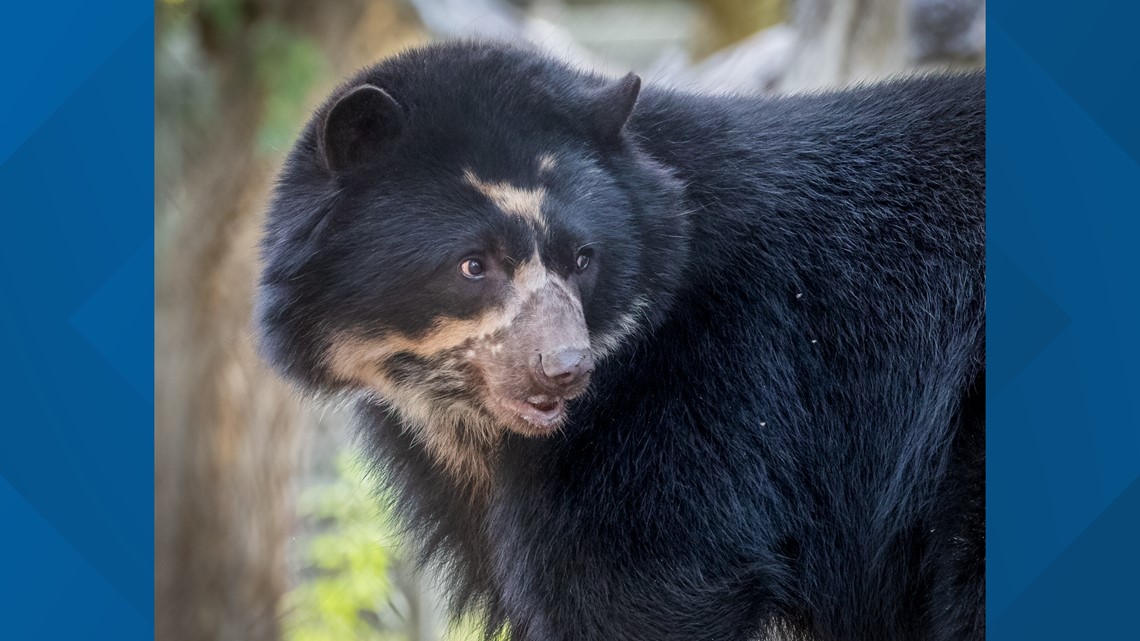 Beruang Andes yang langka berusia 2 tahun di Kebun Binatang Phoenix
