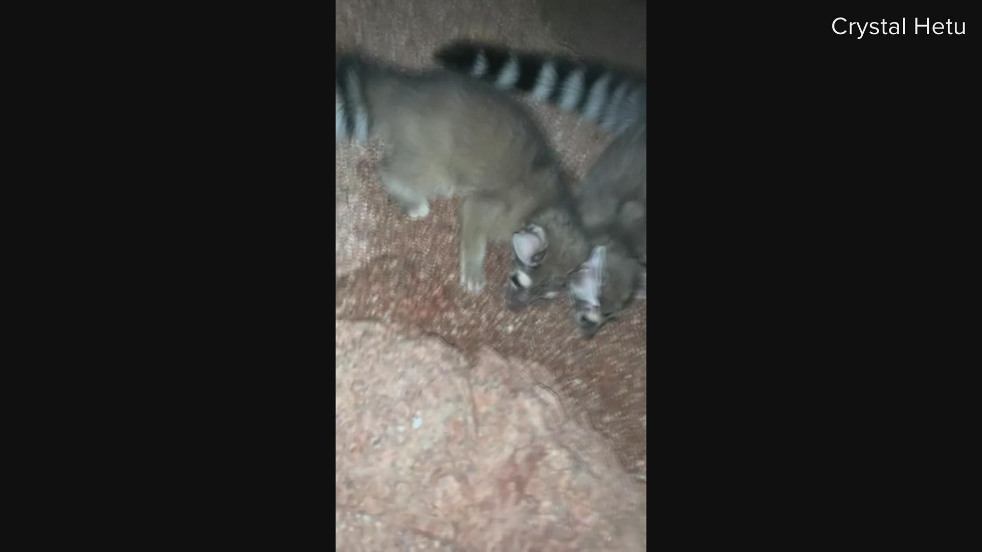 Crystal Hetu was able to film these three ringtails up close and personal Saturday morning.