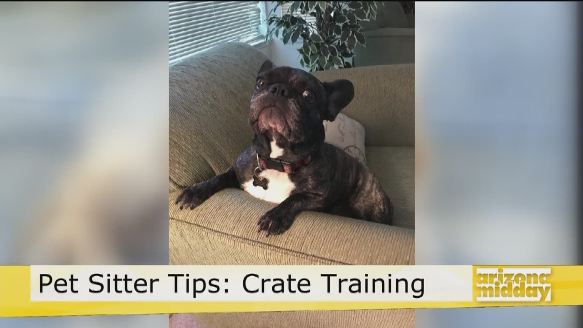 Celebrity dog trainer and author, Laura Vorreyer, talks crate training your pets and her new book "The Pet Sitter's Tale".