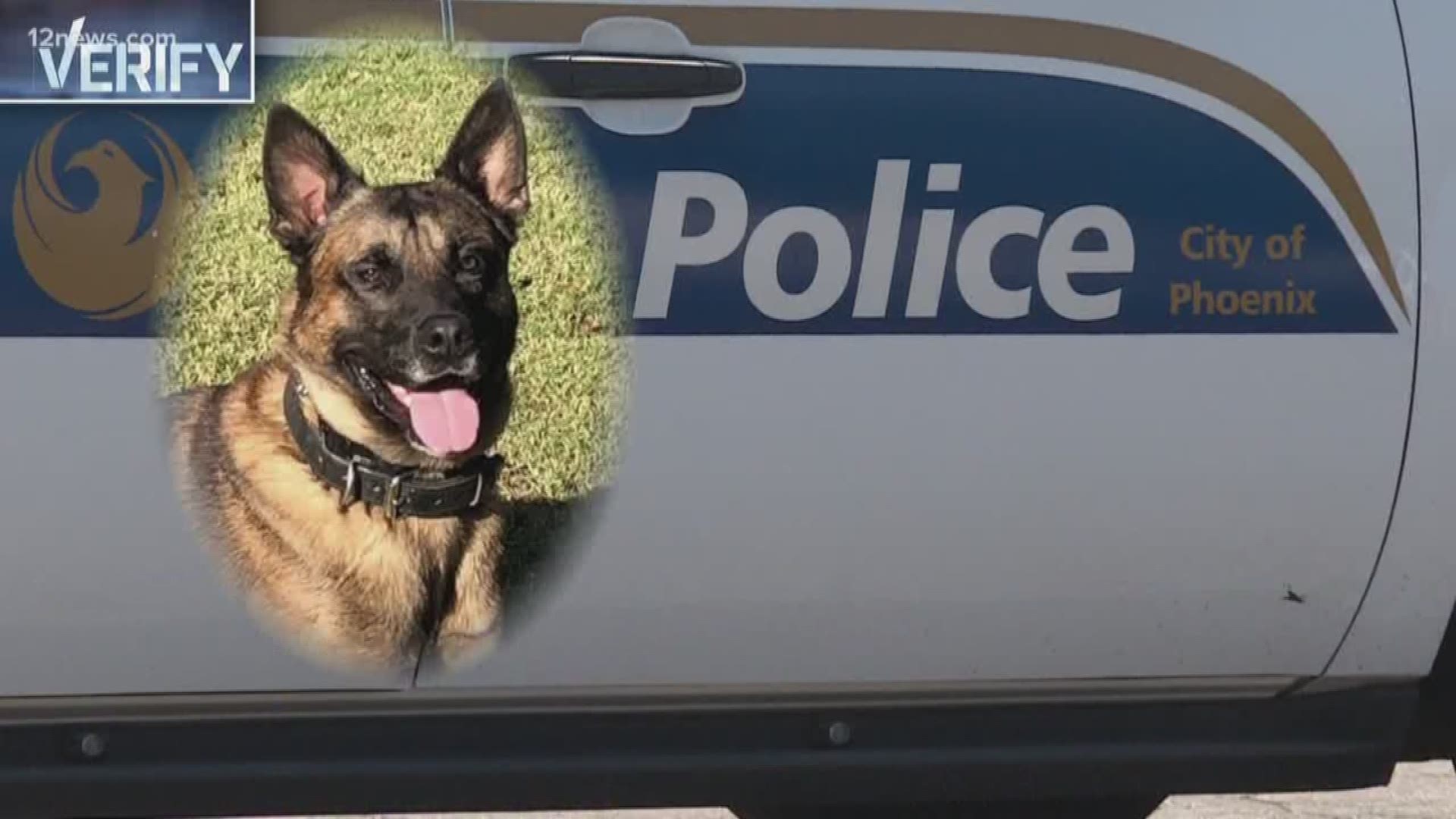 After he was killed in the line of duty during the arrest of a suspect, Phoenix police K9 Bane received a procession fit for a fallen human officer. We certainly consider dogs as part of the family, but does the law treat K9s like human officers?