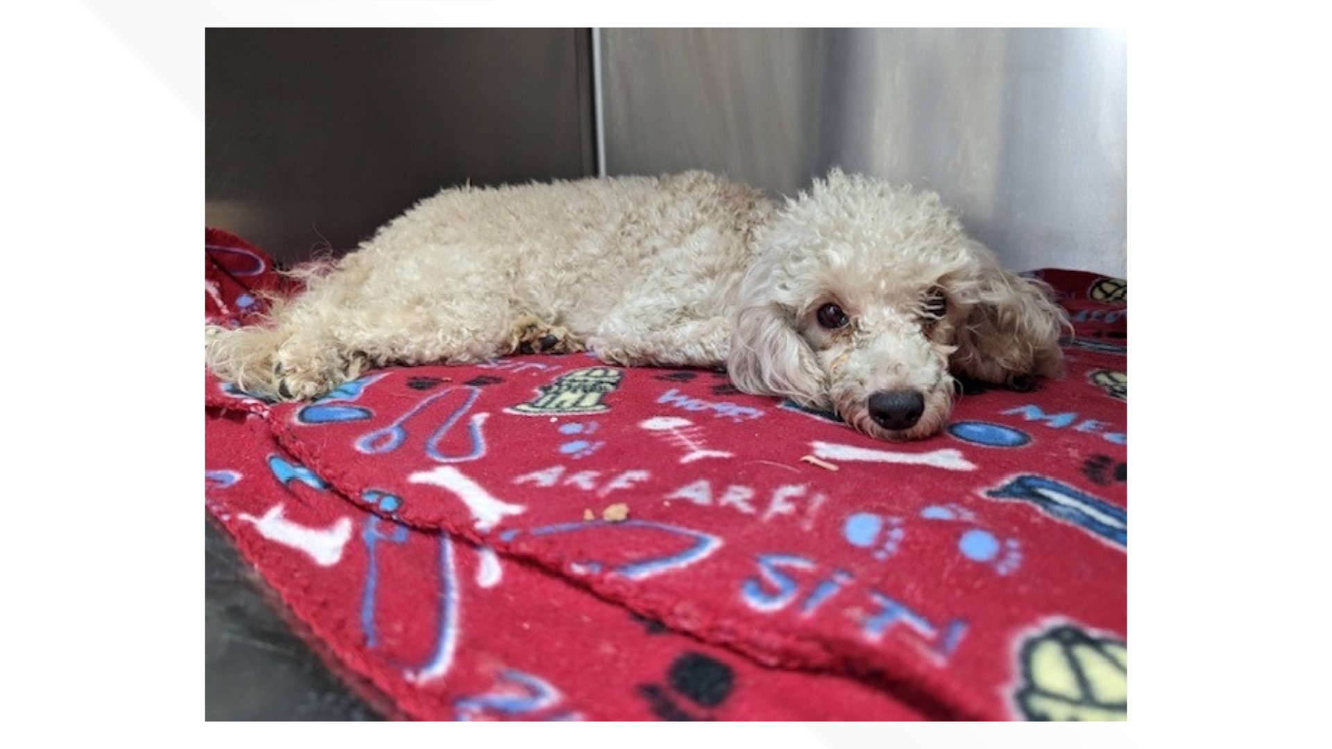 Woman died, multiple dogs rescued after north Phoenix house fire ...