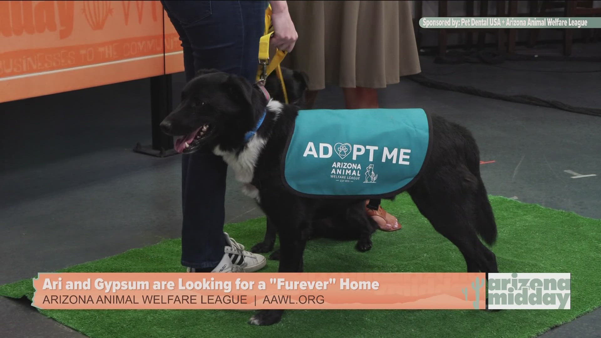 The Arizona Animal Welfare League is one with two precious pups looking for a furever home and Krystle has your Pawcast