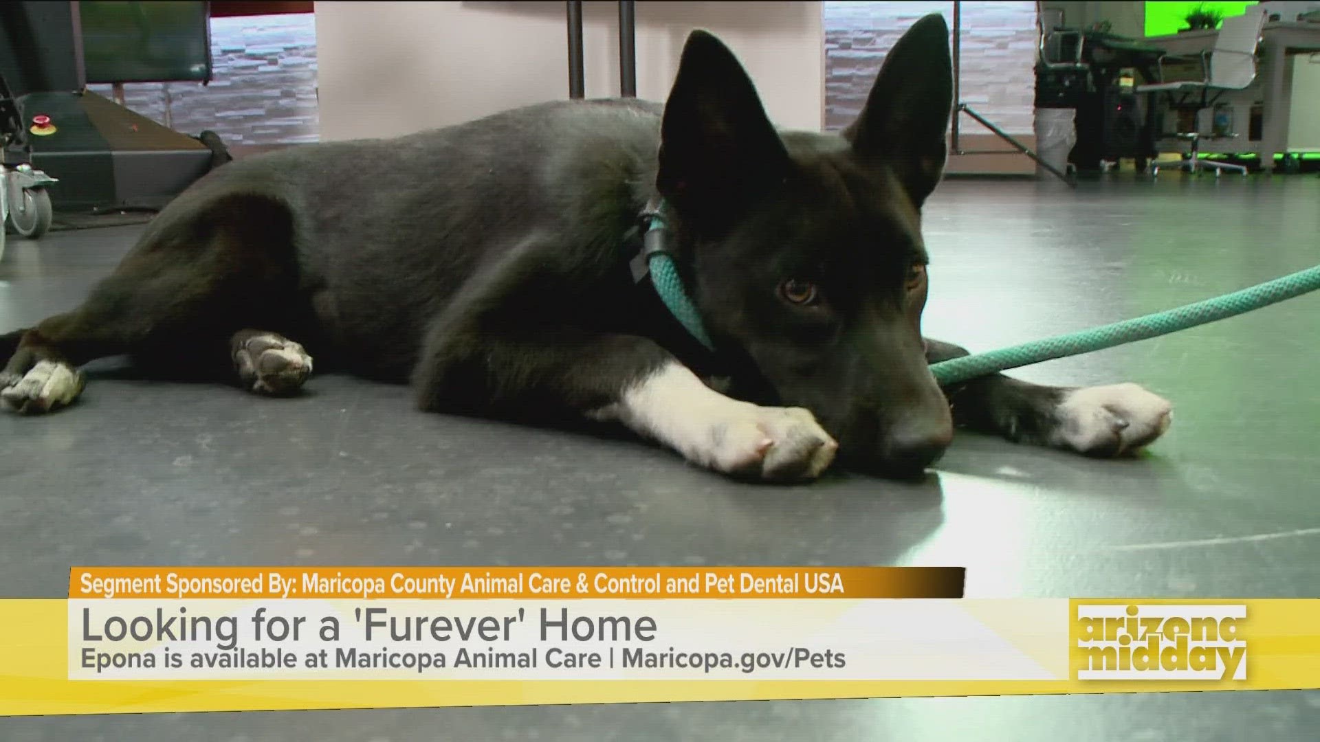 Meet Epona - a 5-month puppy ready for her furever home! We also check out this weekend's forecast with Krystle.