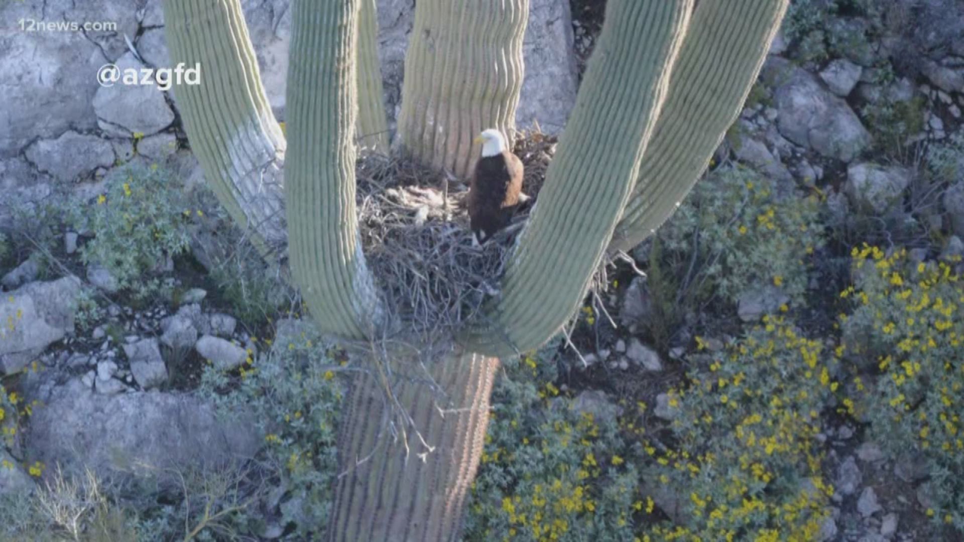 A pair of bald eagles were spotted nesting in a saguaro cactus with young eagles. The sighting has biologists from Arizona Game and Fish very excited.