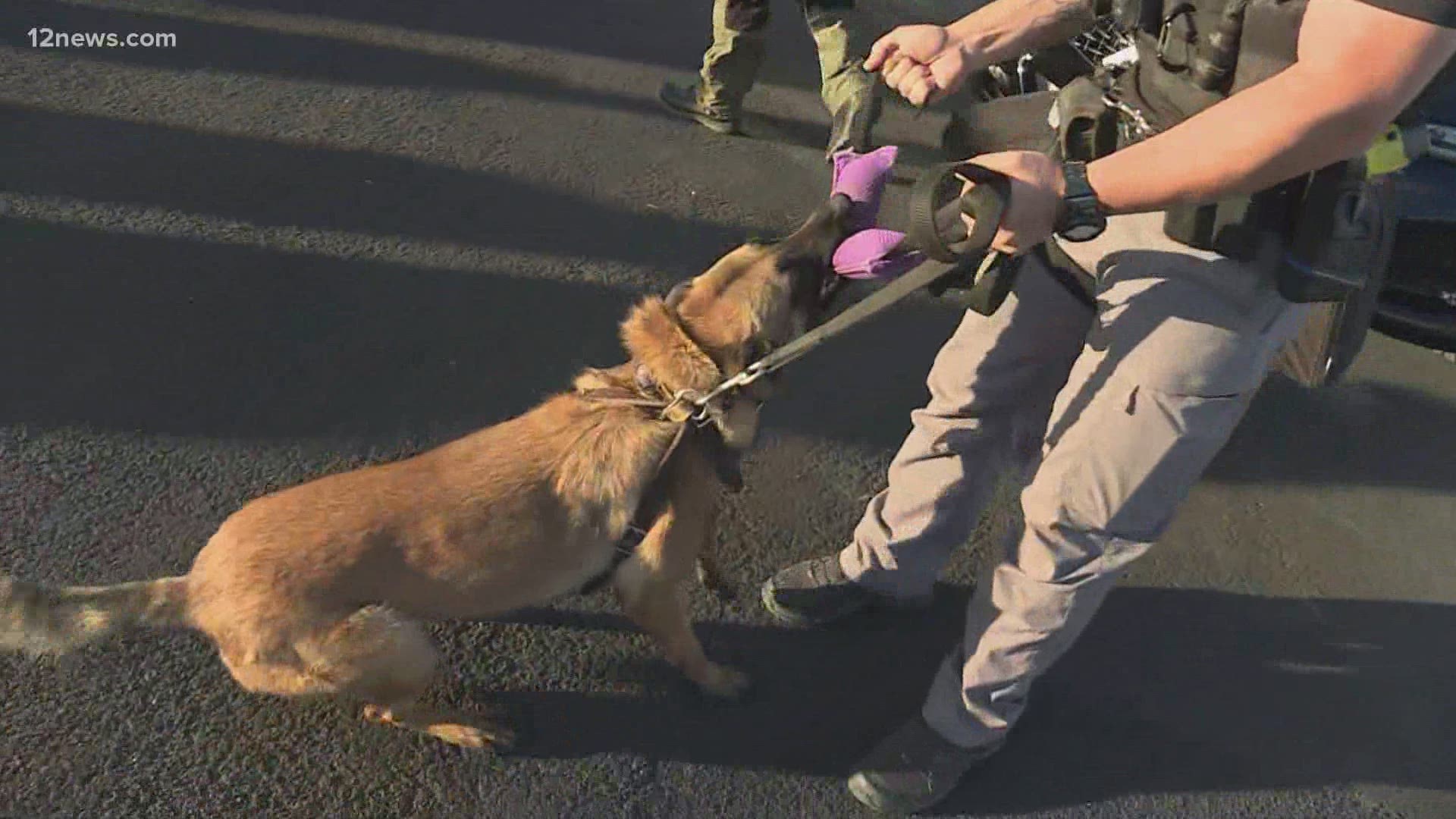 Police, military, and government canine teams from across the U.S. are taking part in the 18th annual Desert Dog Police K9 trials at the West World of Scottsdale.