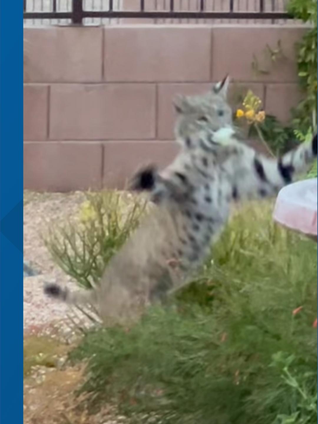 video-captures-bobcat-playing-with-backyard-toys-in-tucson-neighborhood