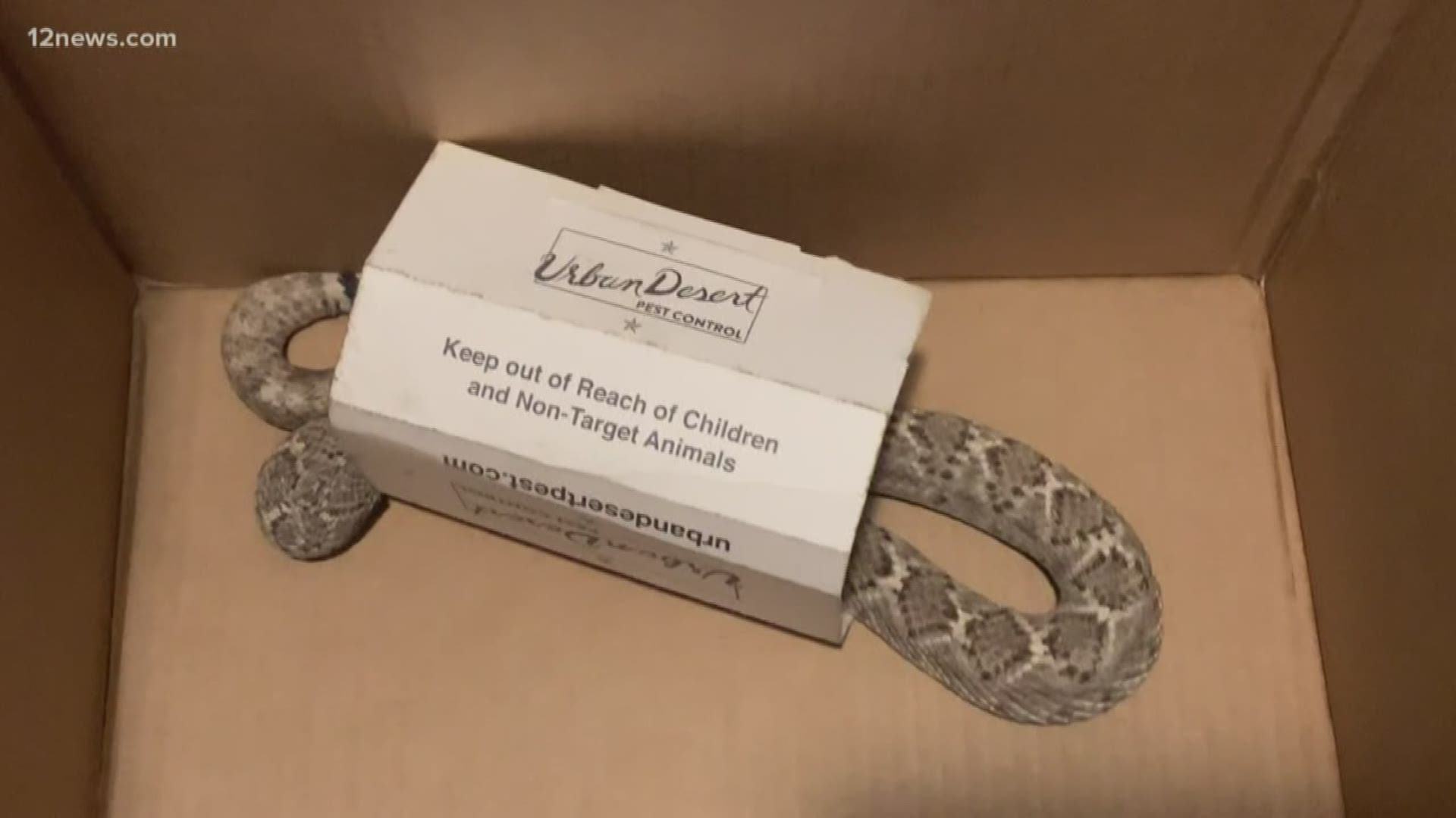 Erin Helm has found two snakes in her Ahwatukee home in the past year. Team 12's Trisha Hendricks has tips for how to deal with this problem.