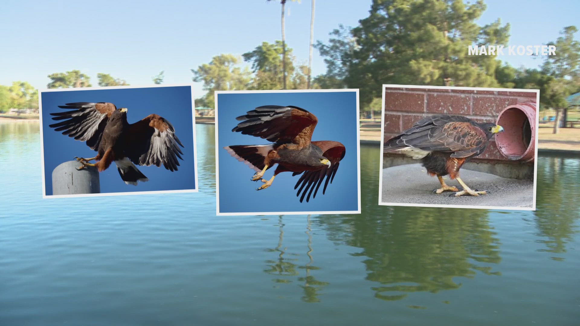 See how a local Weather Watcher and wildlife photographer earned some international recognition overseas.