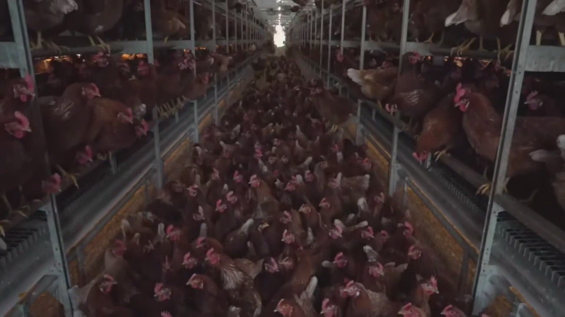 A Brazilian company is set to buy Hickman’s Family Farm, the Arizona egg farm that took a huge financial hit after losing most of its stock of chickens to bird flu.
