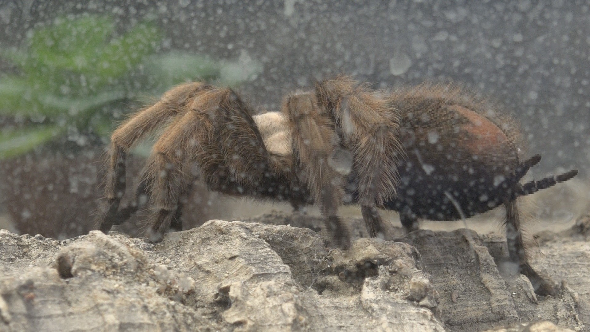 Arizona among the top states with most venomous animals | 12news.com