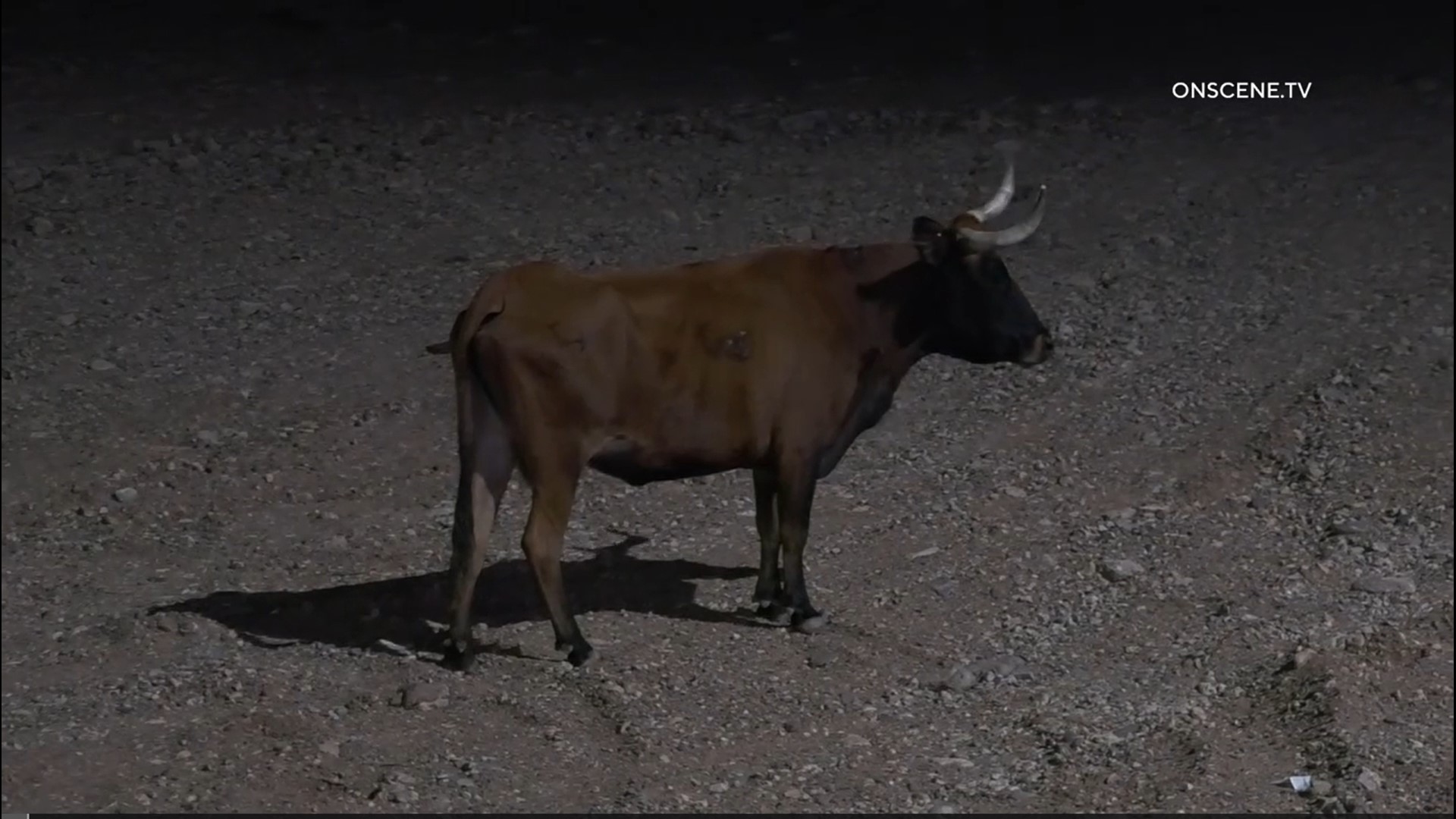 The escaped steer was first spotted in the HOV lane of I-17 between Happy Valley and Jomax roads, authorities say.