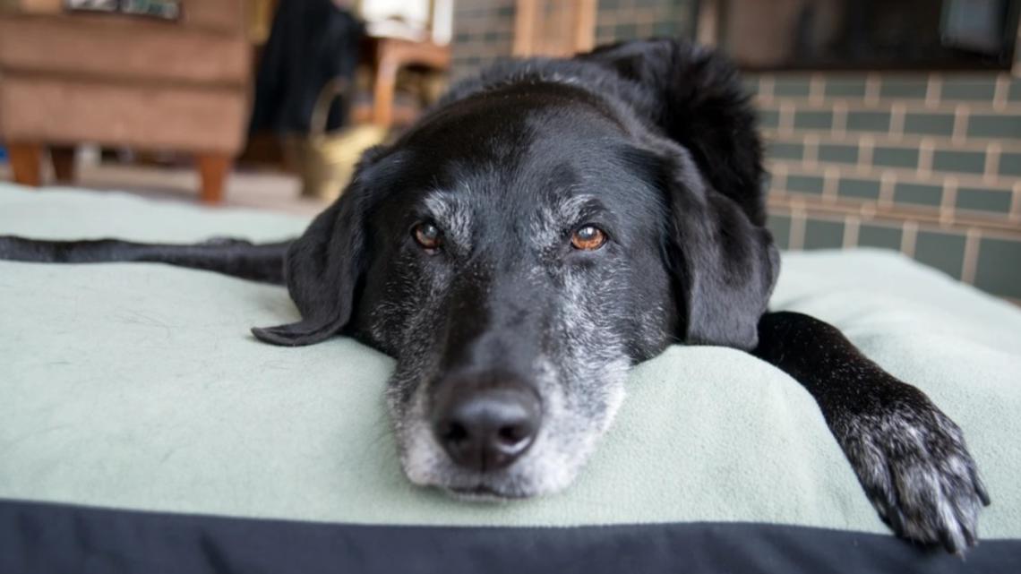 Big dogs die younger — but their brains don’t age faster, Arizona study finds