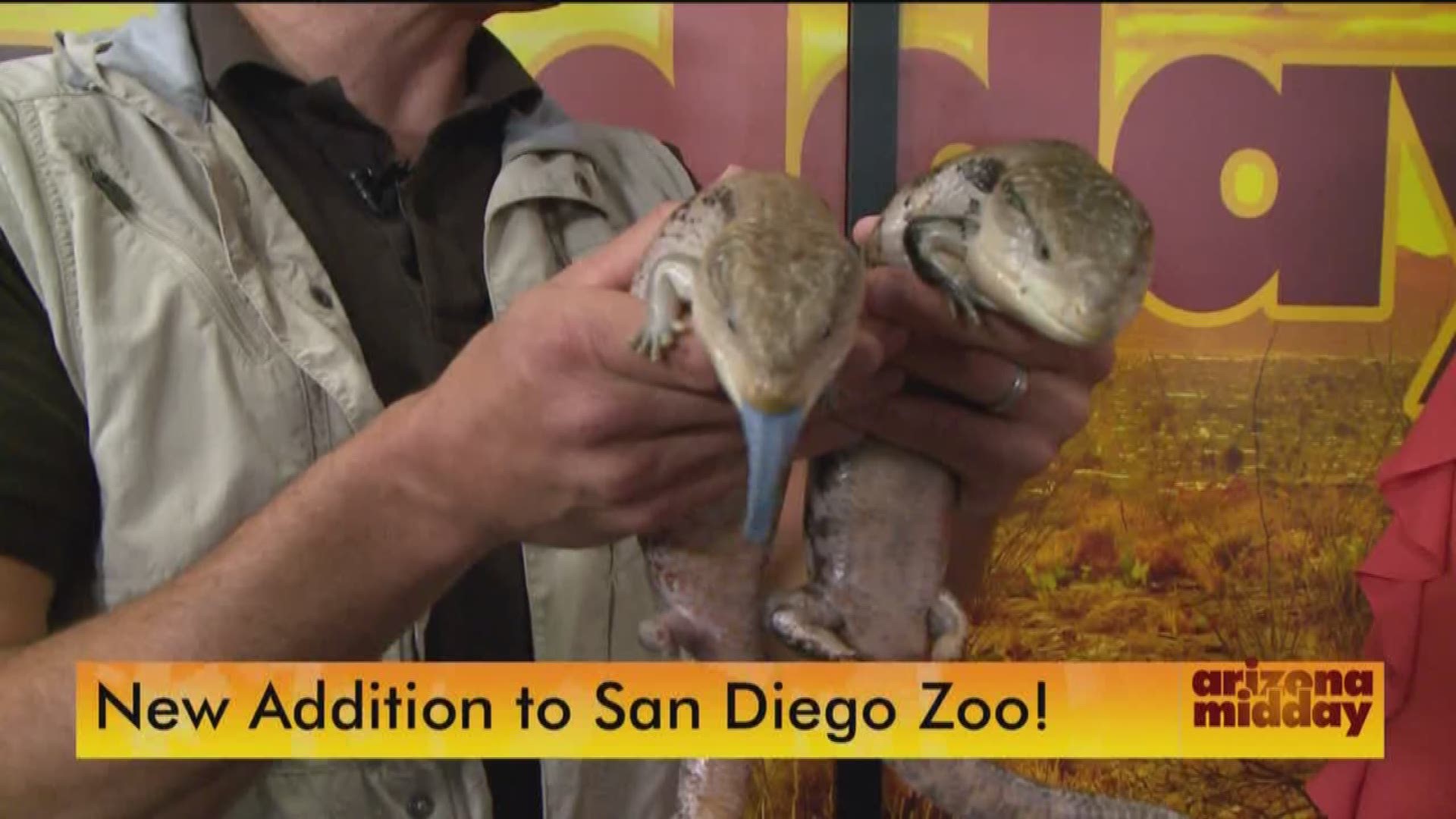 Zookeeper Rick Schwartz introduces us to some of the animals on display at Walkabout Australia, opening a the San Diego Zoo Safari Park in May.