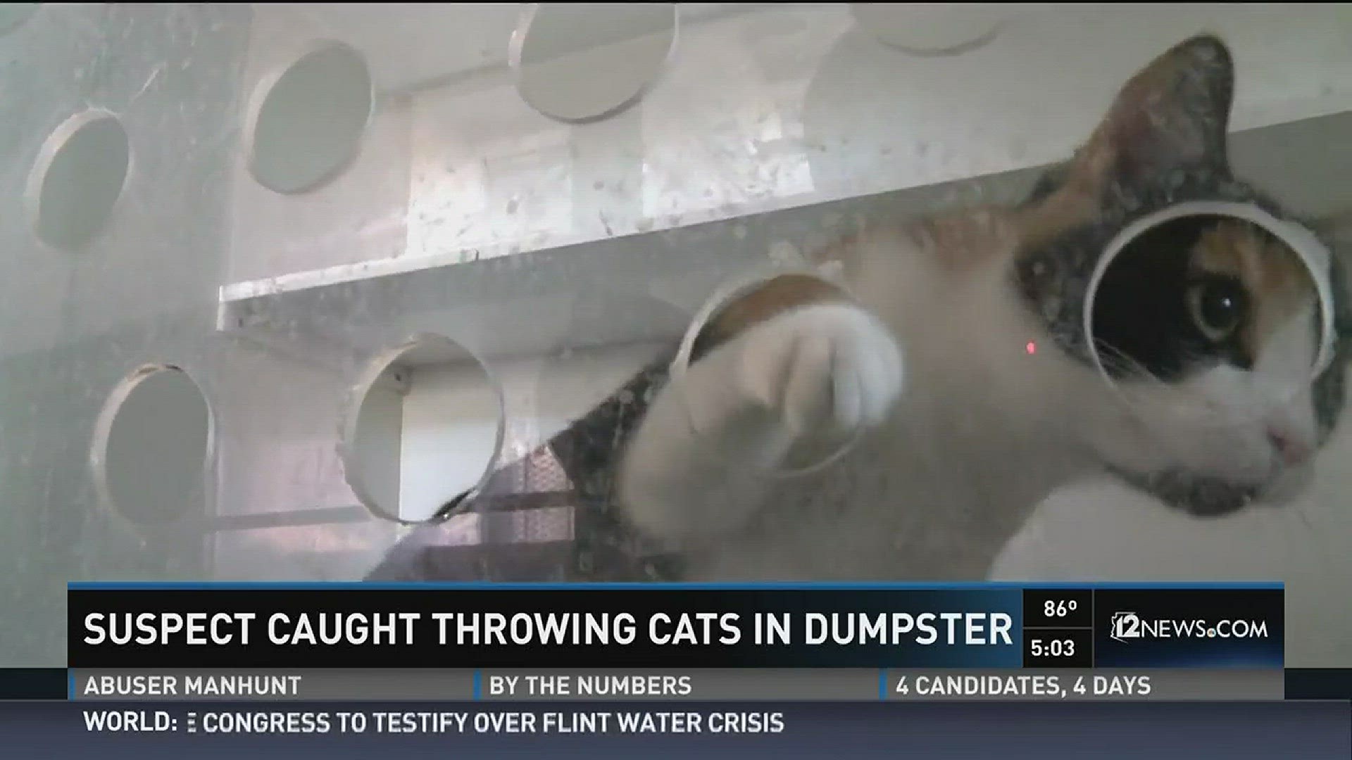 Man caught on camera killing cats at Phoenix boarding facility