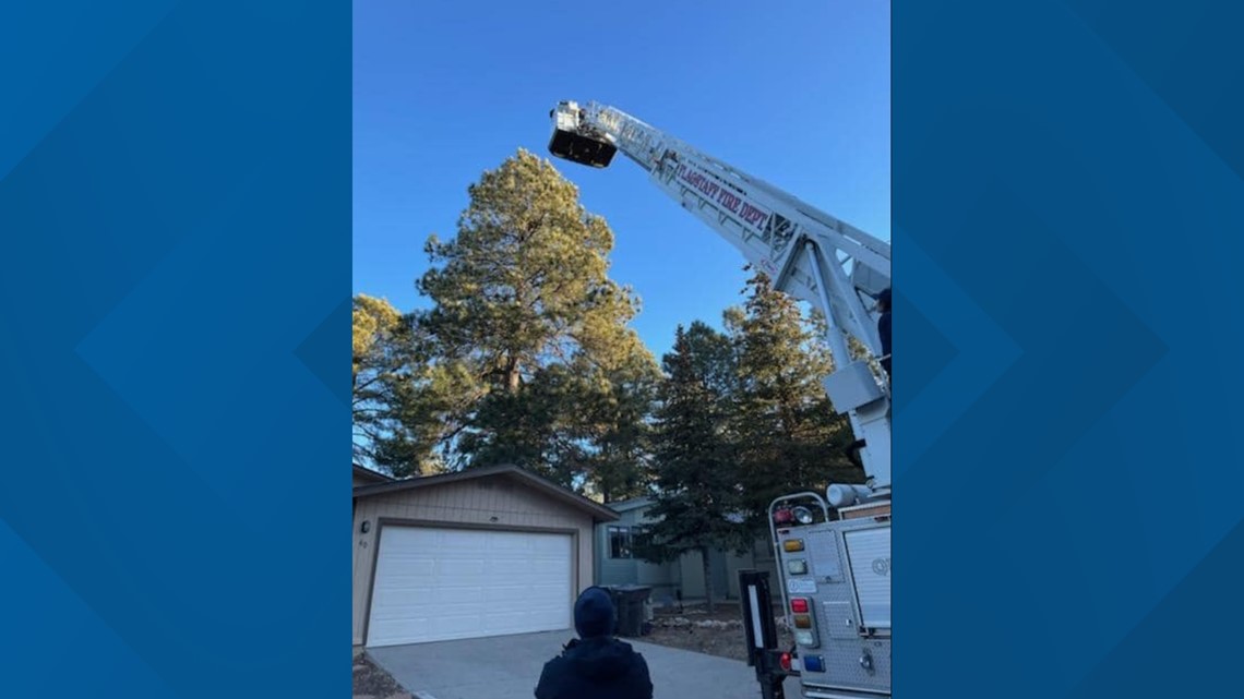 A bear was rescued from a tree in a Flagstaff residential area - Vimarsana News