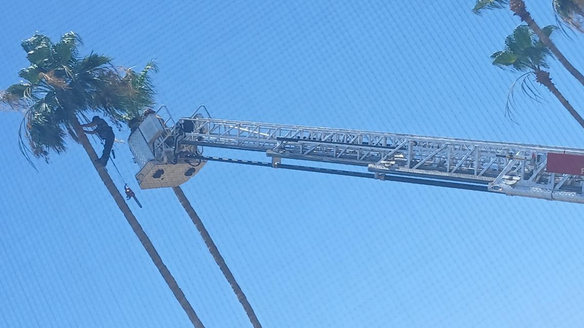 'It was getting really close': Tree trimmer rescued after being stranded 40 feet up a palm tree