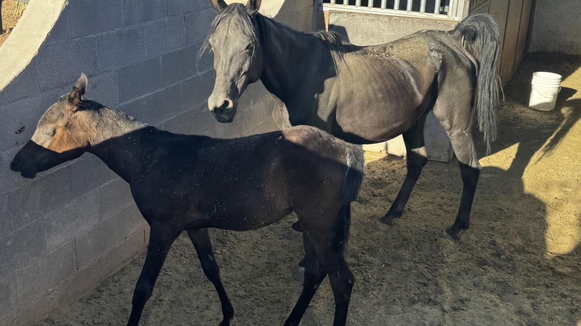 Salt River wild horse population to be cut by more than half under new state contract