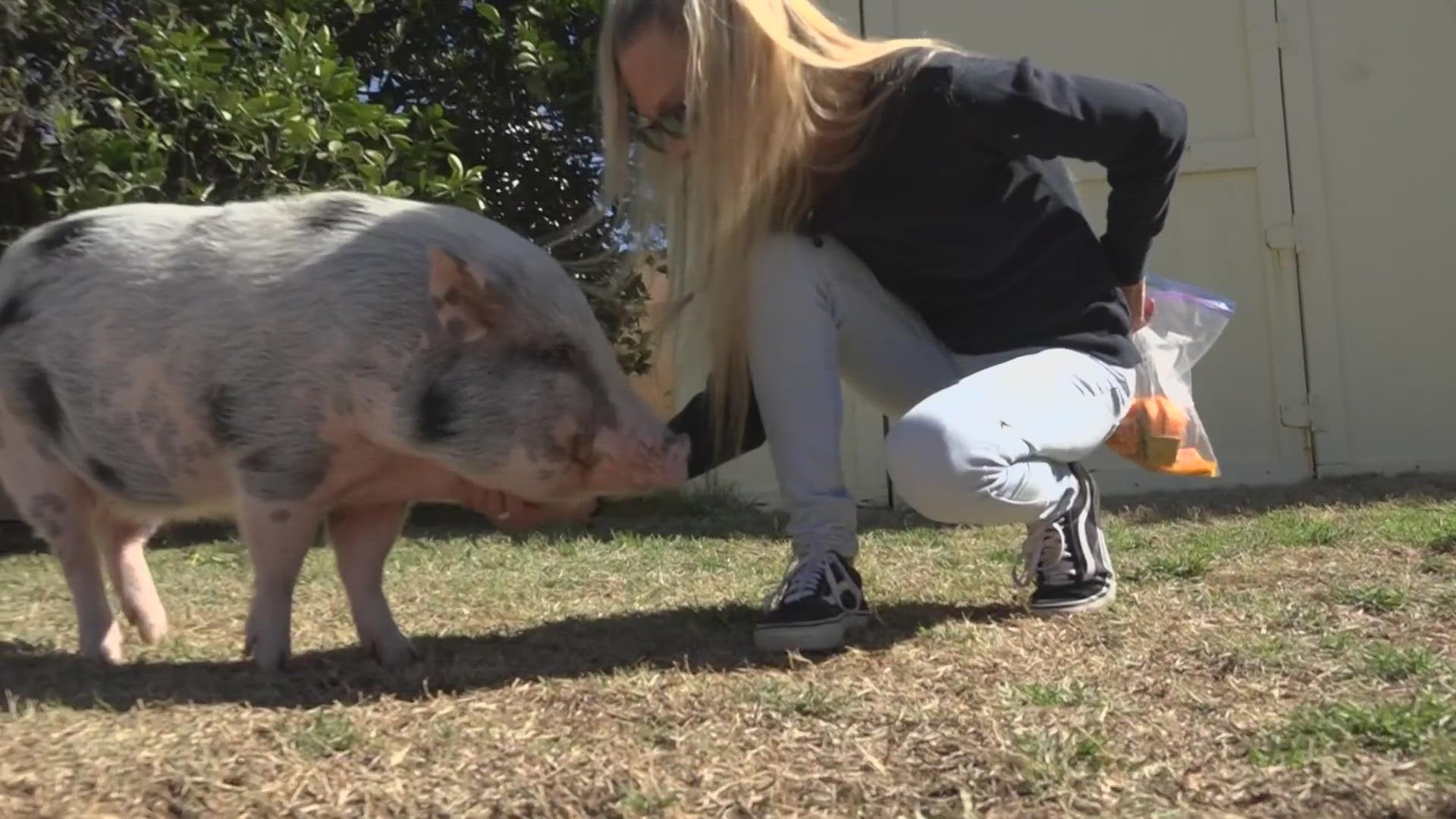 While Holly Scehnet has taken her pet pig of three years all over the country, she never knew if he could swim.