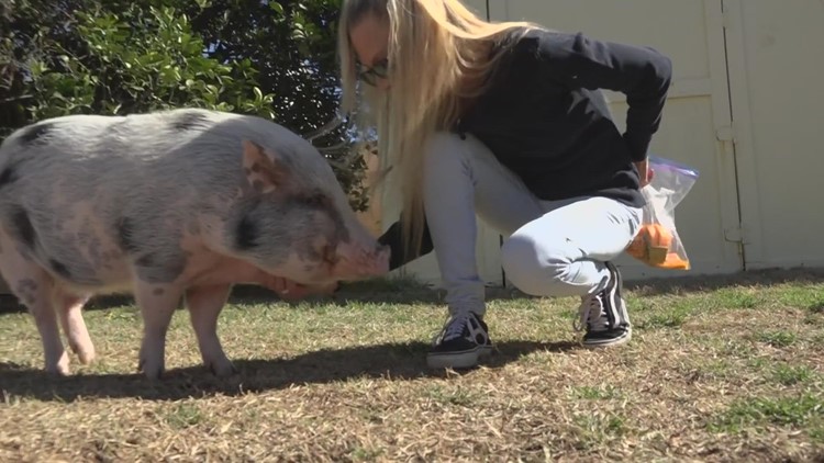 Woman learns her pig can swim after he falls into Arizona backyard pool