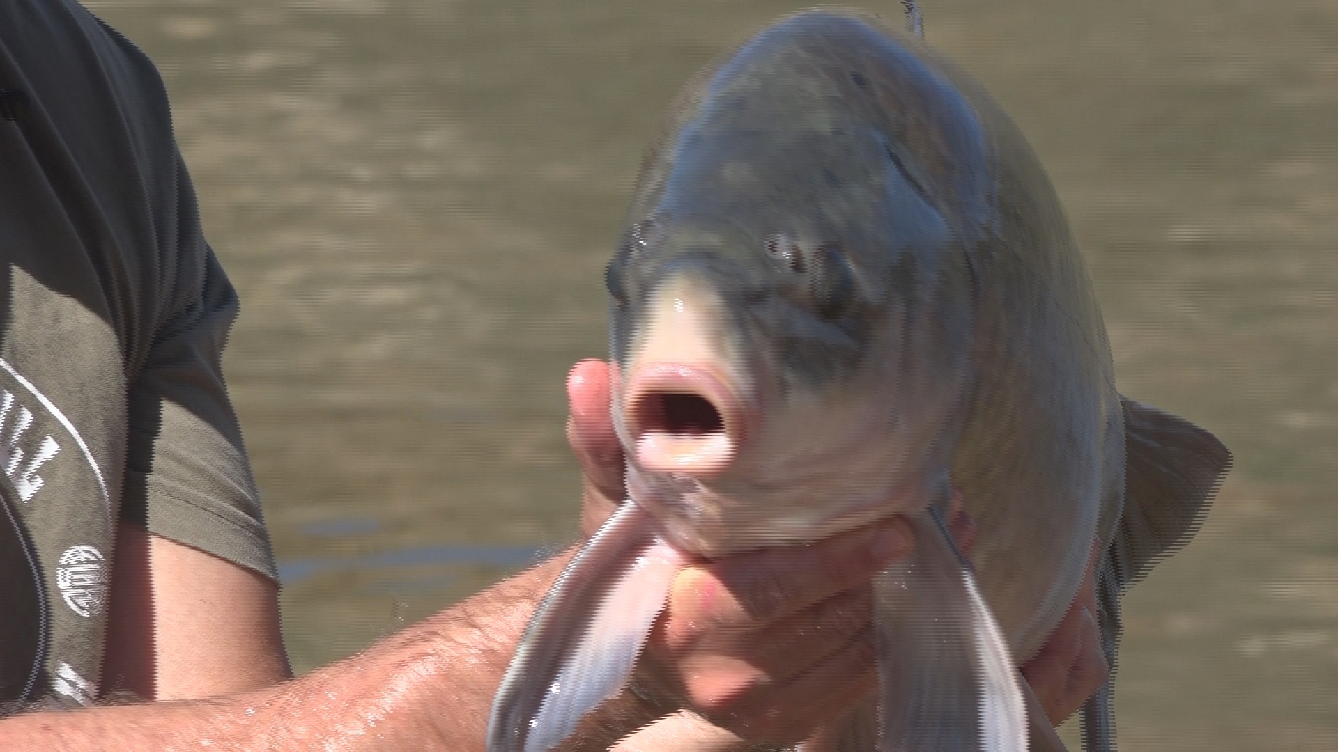 They've survived world wars, the great depression, the atomic age, and the dawn of the internet. They are buffalo fish—and many of them are over 100 years old.