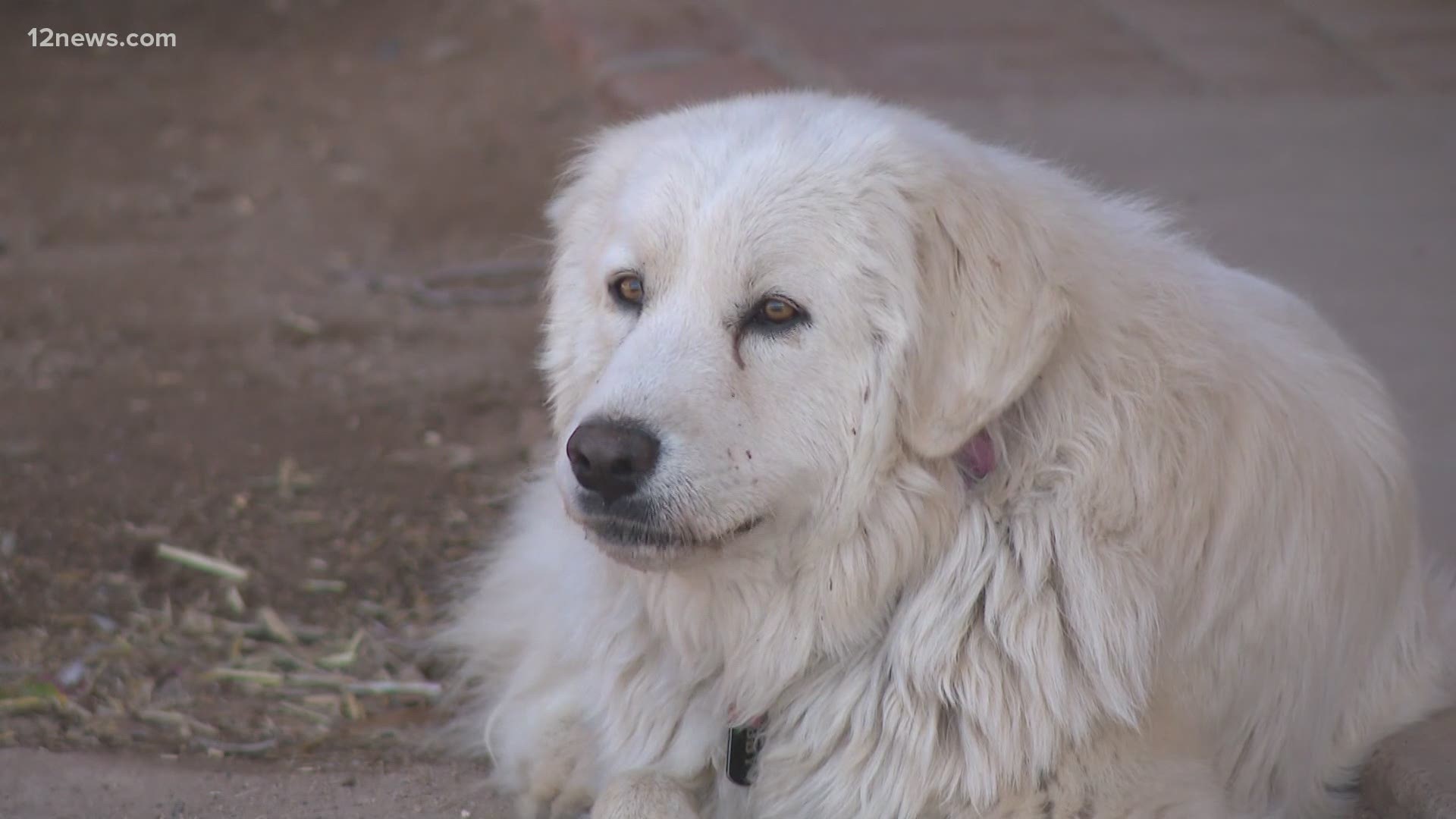 A farm in the heart of Scottsdale specializing in horse therapy will soon open is doors to homeless dogs too. The program is also helping the Valley's homeless.