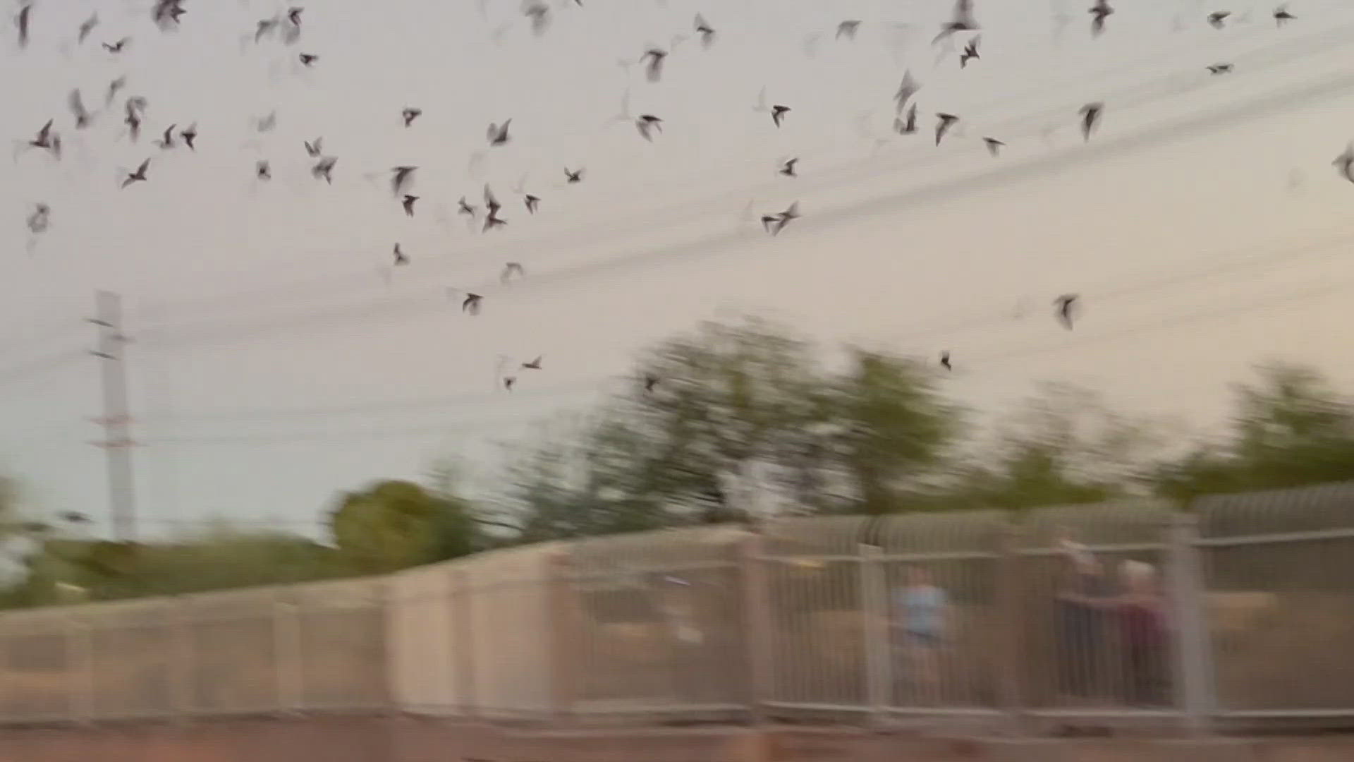 Each night thousands of bats fly out of the cave.