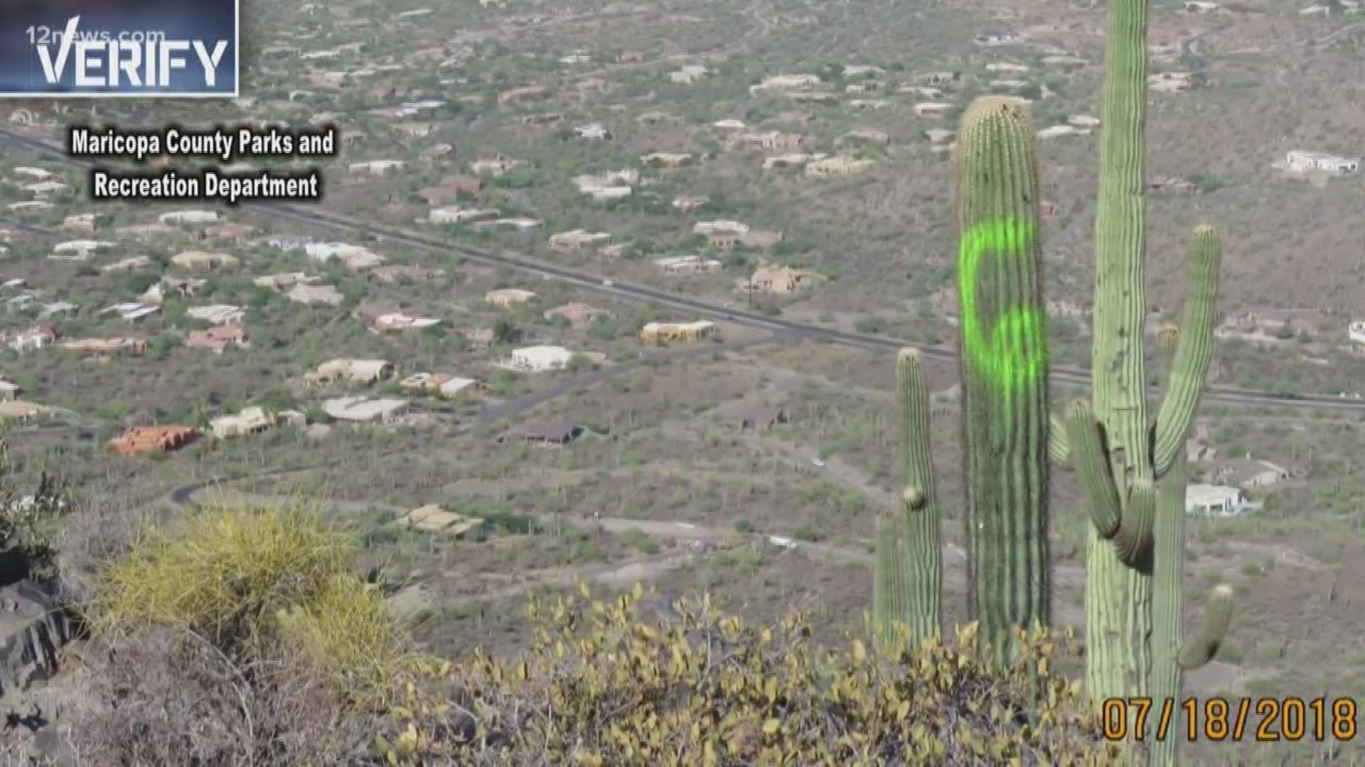Seven saguaros were vandalized with neon spray paint on the Black Mountain Trail in Cave Creek. We verify what legal action you could face if you vandalize a saguaro.