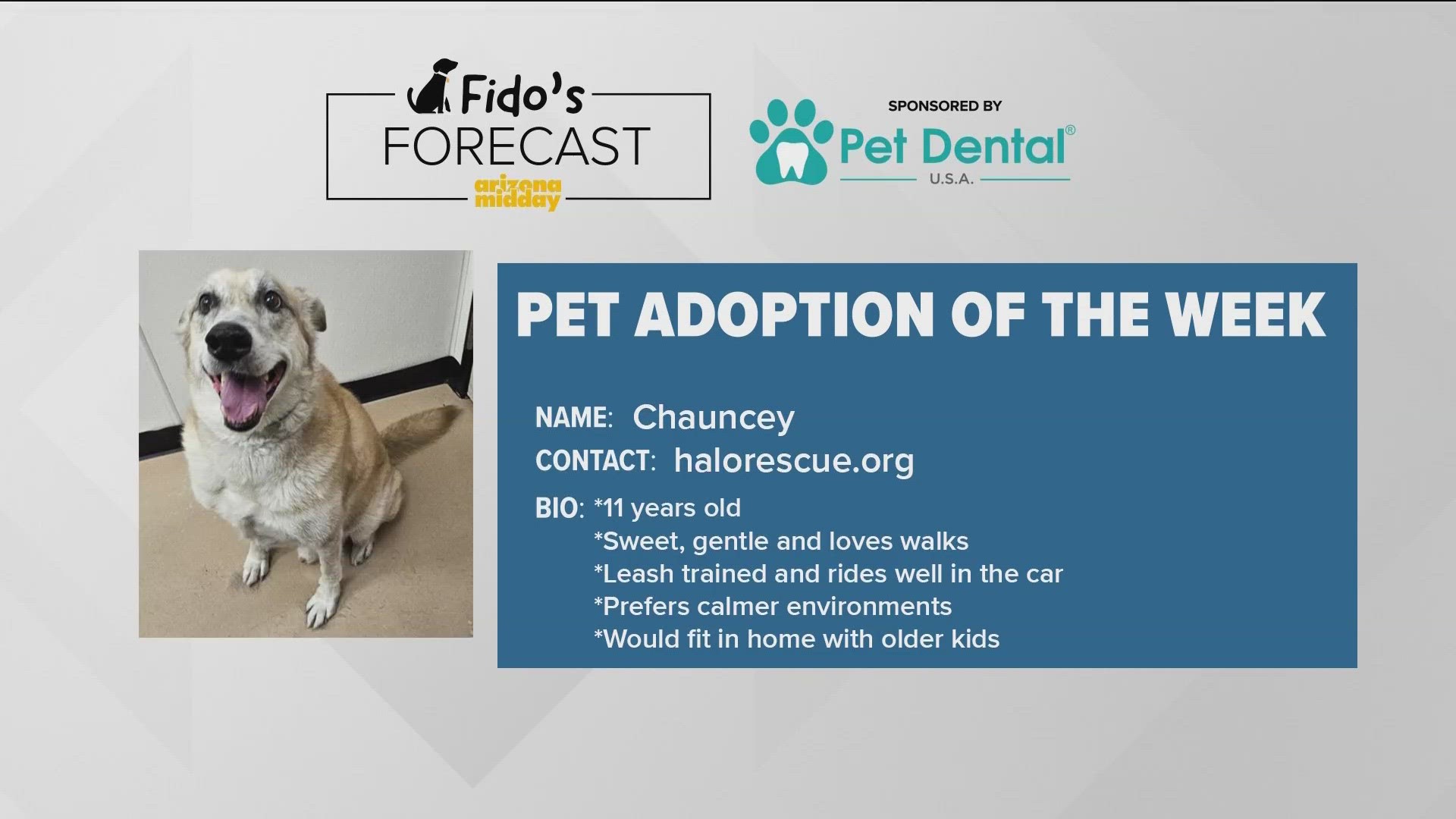 HALO Pet Rescue shared Chauncey’s information to help him find a “furever” home and Krystle has this weekend's Fido's Forecast.