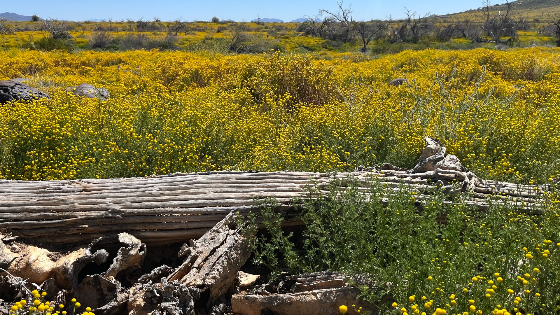Stinknet or stinkweed is an invasive species taking root across Phoenix and Arizona. Here's what to do if you spot it in your backyard.