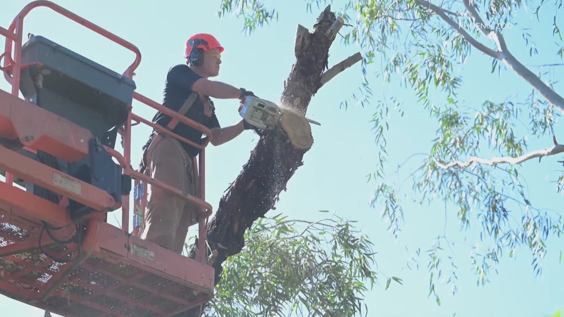 The Phoenix Zoo is extending its closure after it was damaged by storms that came through on Monday causing significant damage.