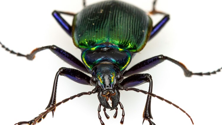Arizona's Fiery Searcher beetle looks better than it smells