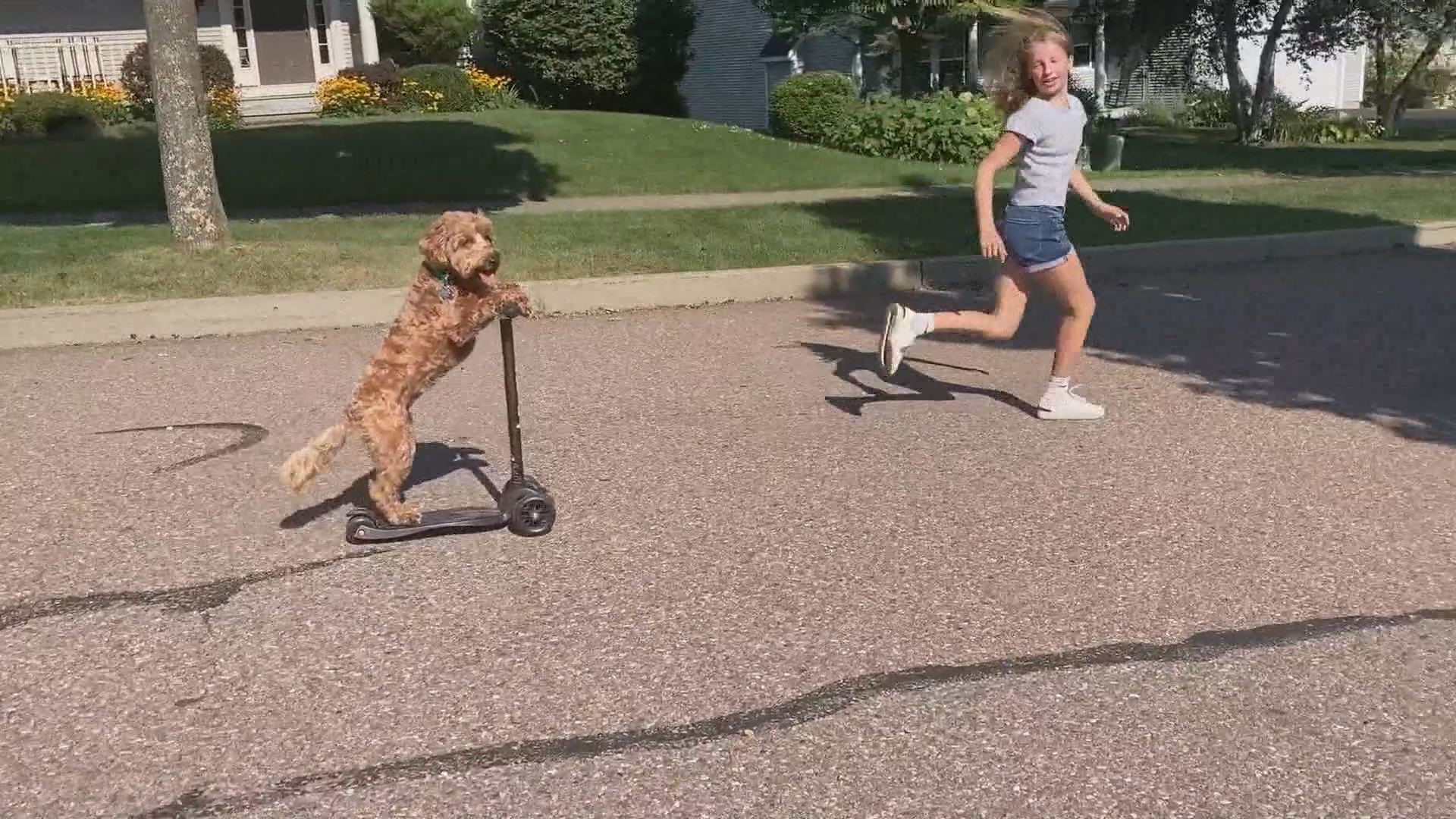 It's not unusual to see residents riding scooters in this Vermont neighborhood. But this resident has fur and four legs. Meet Lola the labradoodle.