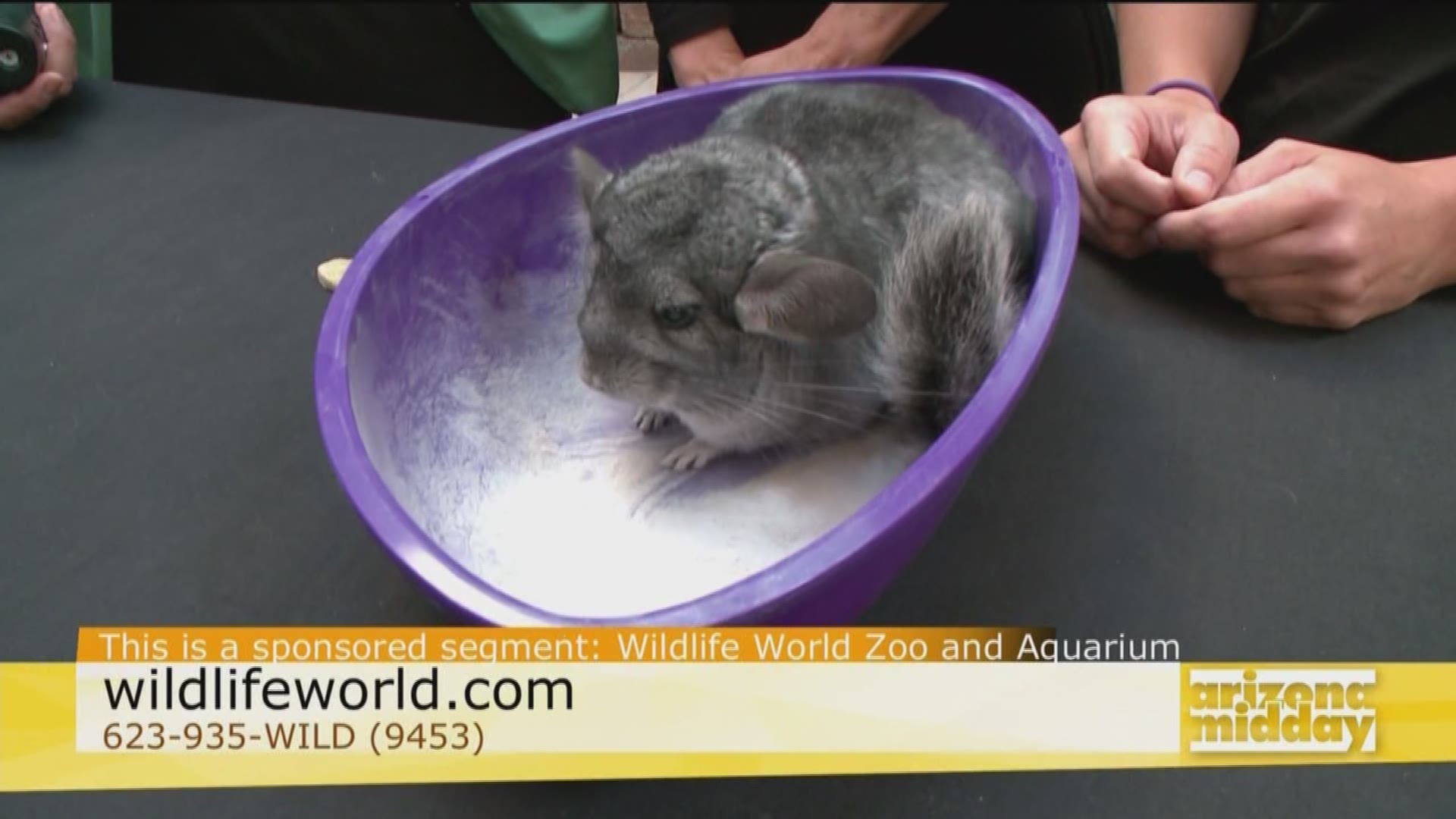 Lauren Finnerty from the Wildlife World Zoo & Aquarium shows us an adorable little chinchilla.