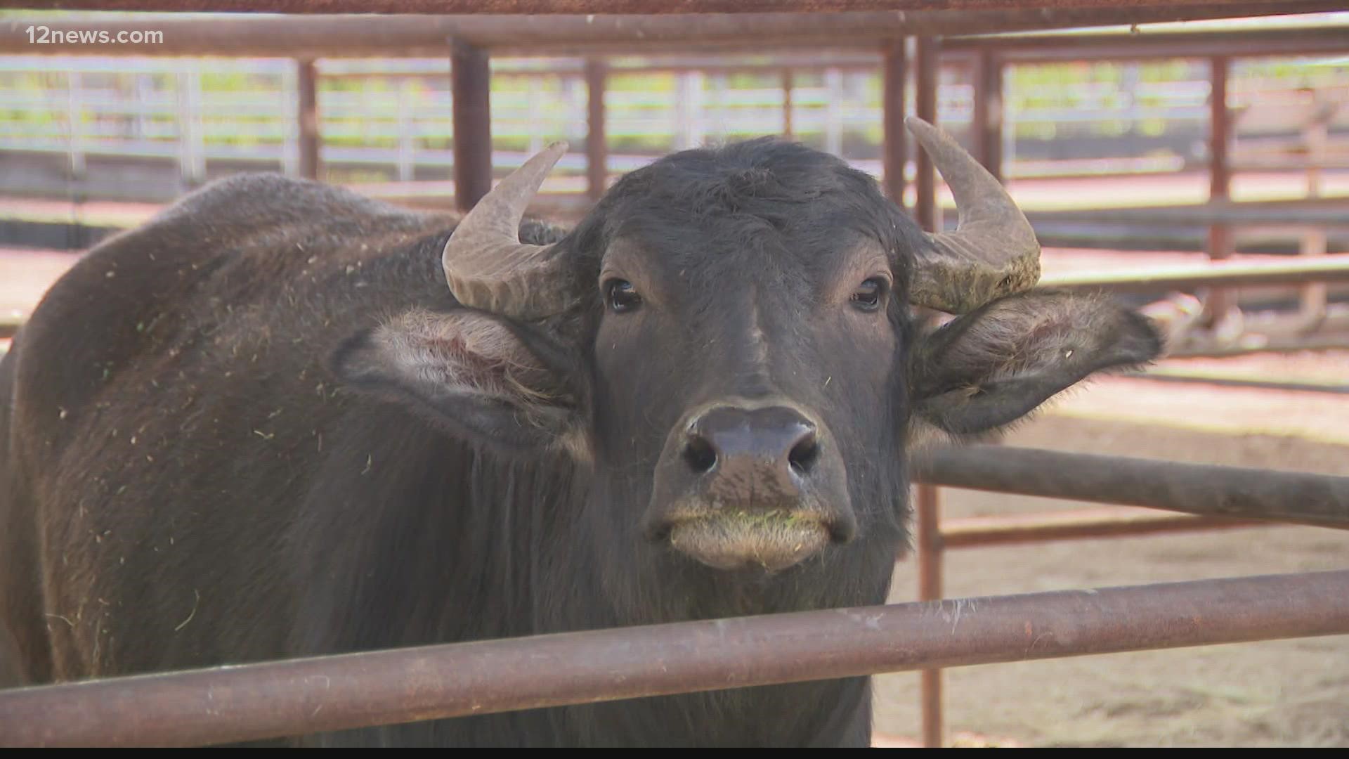 Bruce the water buffalo and Keven the camel are the newest residents of Cave Creek. It's a rare opportunity for a Valley veterinarian.