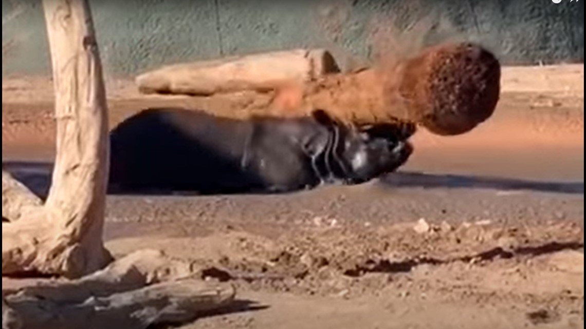 VIDEO: Badak memanjakan pengunjung Kebun Binatang Phoenix dengan pertunjukan kekuatan yang mengesankan