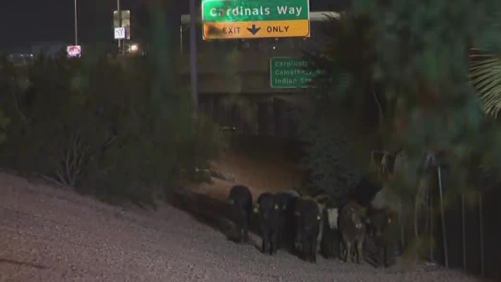 The roadway near Westgate had an unusual traffic situation after a trailer hauling cows crashed nearby and cows got loose.